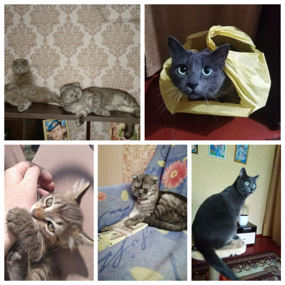 День защиты животных.
